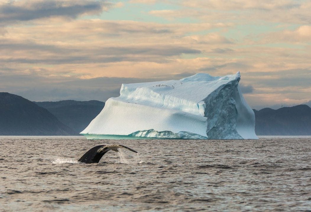 Icebergs drifting past the Newfoundland coast